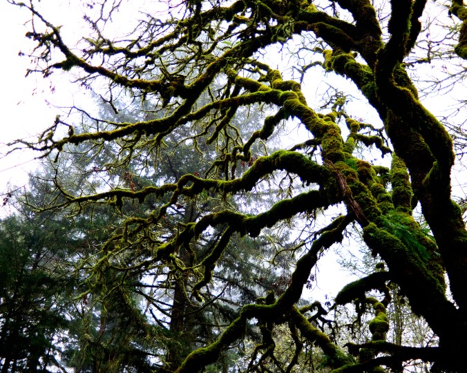 5-Moss on sleeping oak