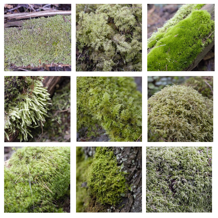 MOSS